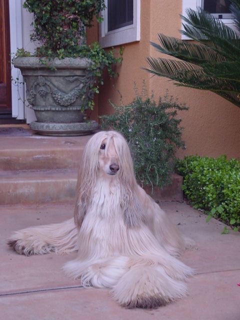 Afghan Hound