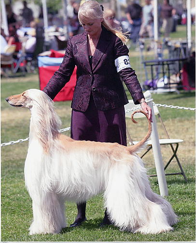 Afghan Hound