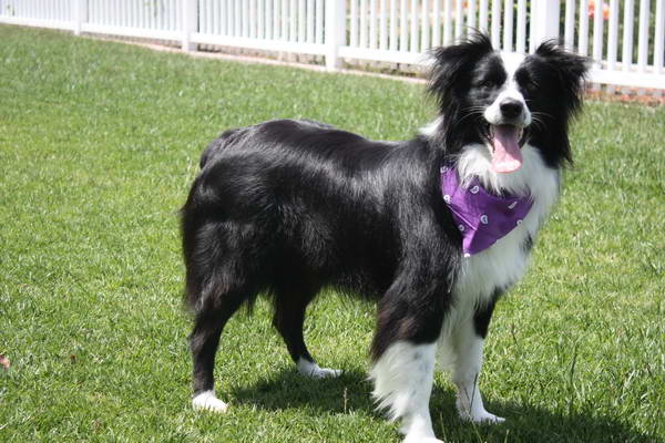 Border Collie Kalla