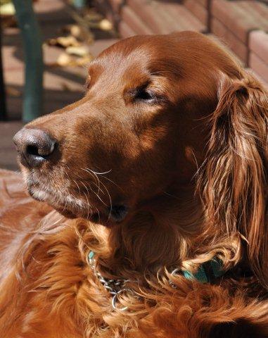 Irish Setter Tuck