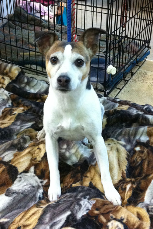 Jack Russell Lola