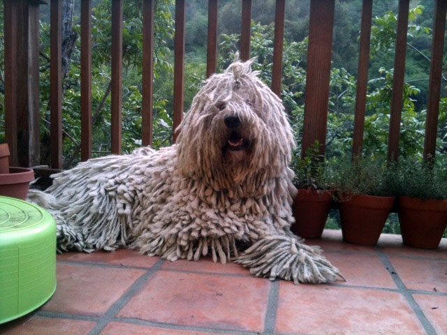 Komondor Clyde
