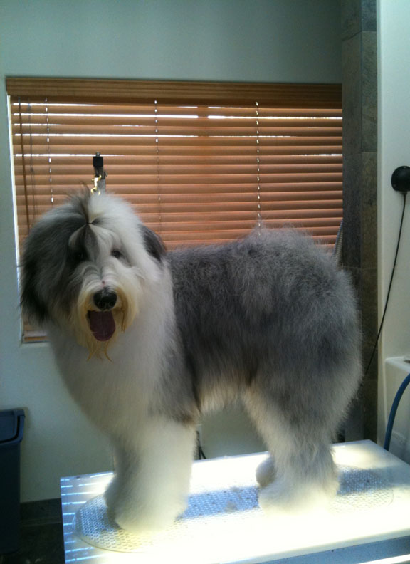Old English Sheepdog Gracie