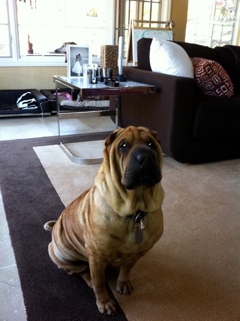 Sharpei Roxy