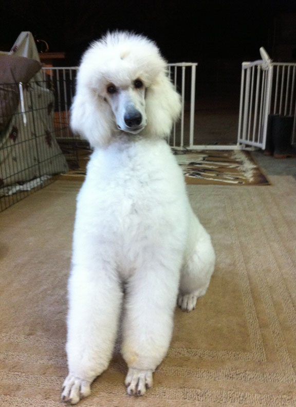 Standard Poodle Jemma