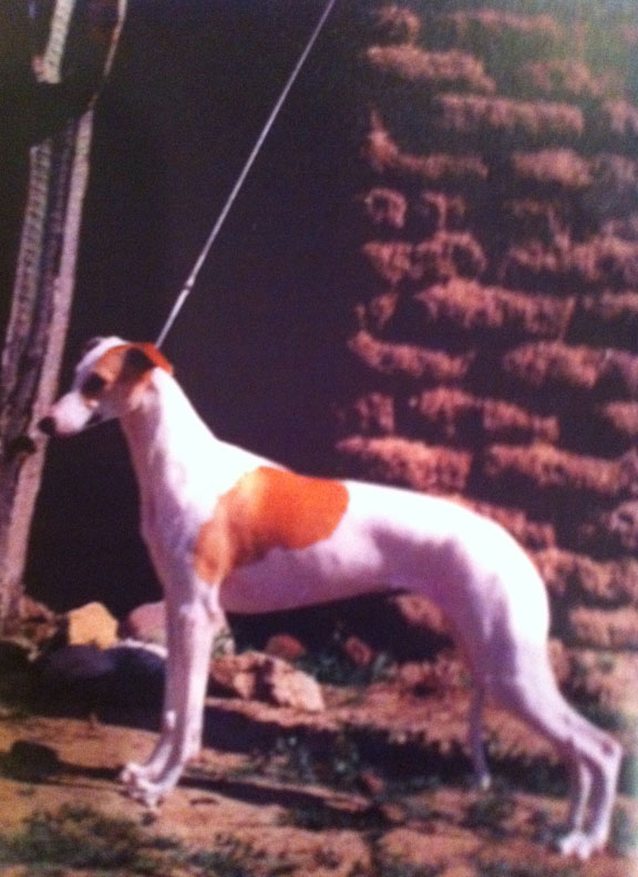 Whippet Sara