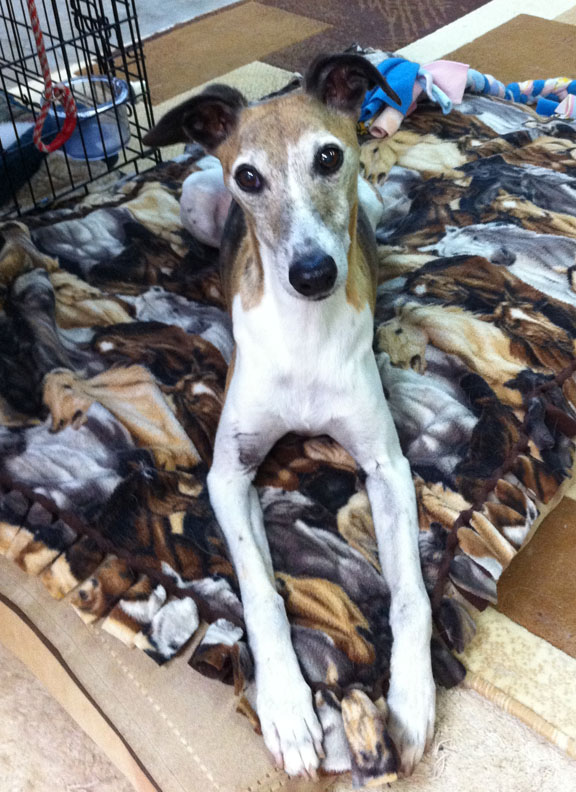 Whippet Taryn