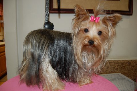 Yorkie Else