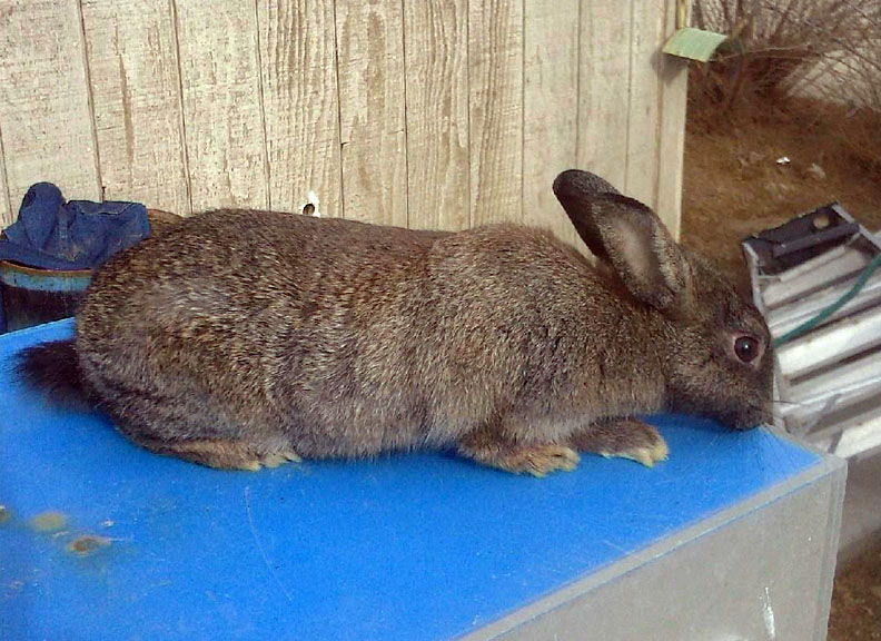 Rabbit - brown