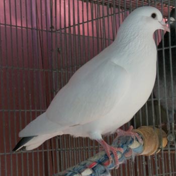 Pigeons