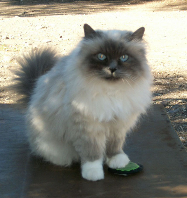 Birman Team