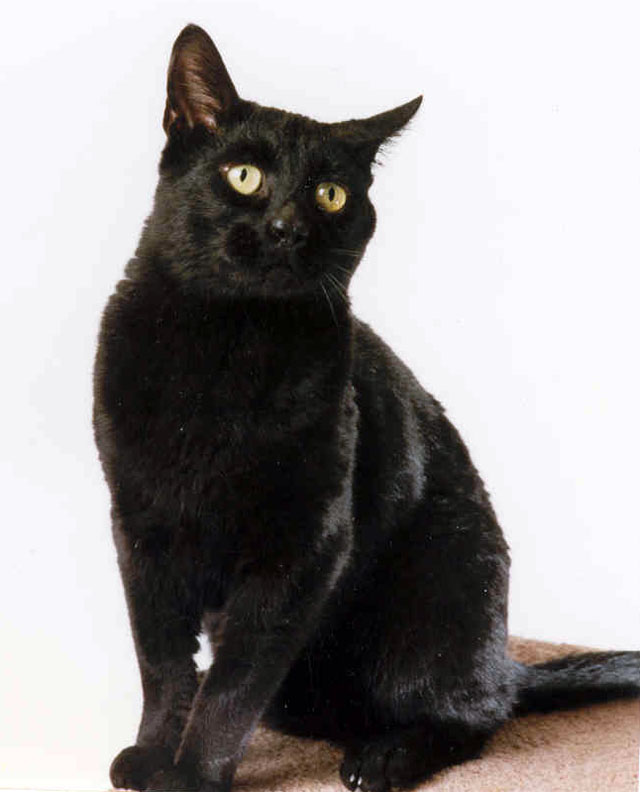 Black Cat Team