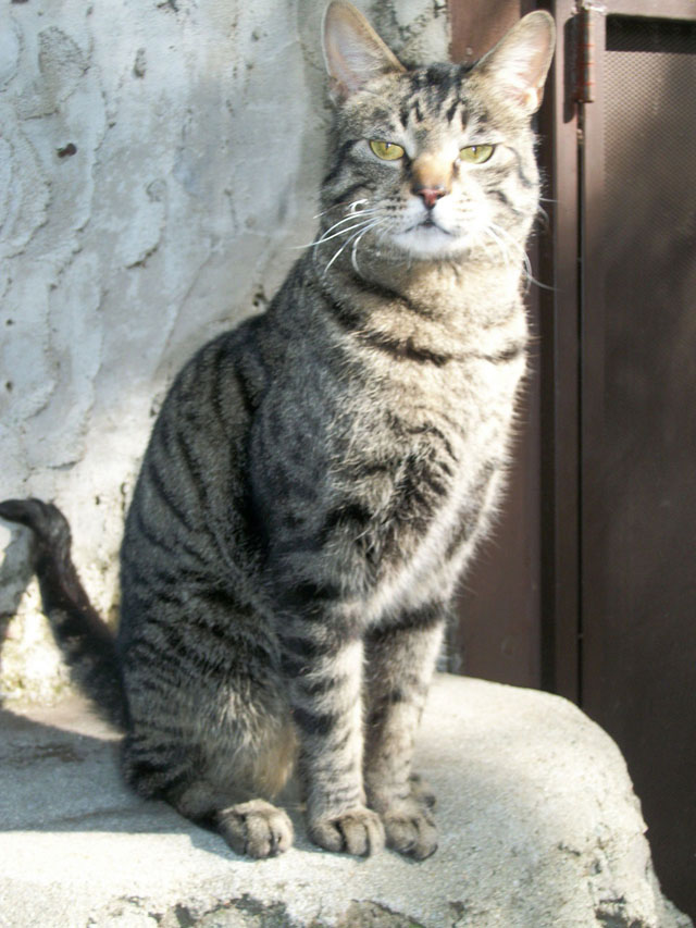 Juno