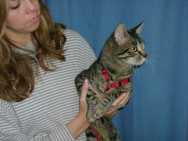 Brown Tabby Juno