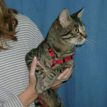 Brown Tabby