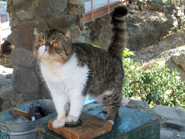 Dunstan