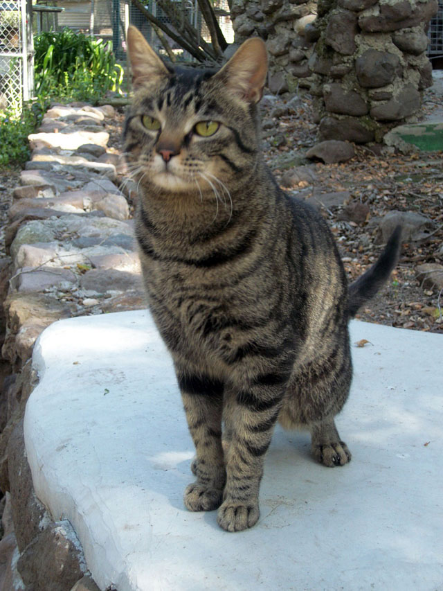 Juno