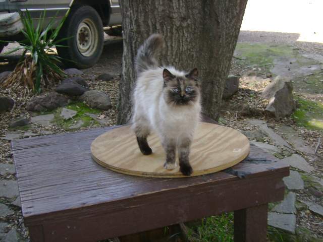 Kalua