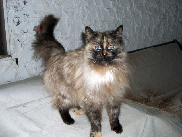 Kalua
