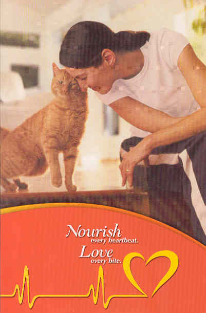 Orange Tabby