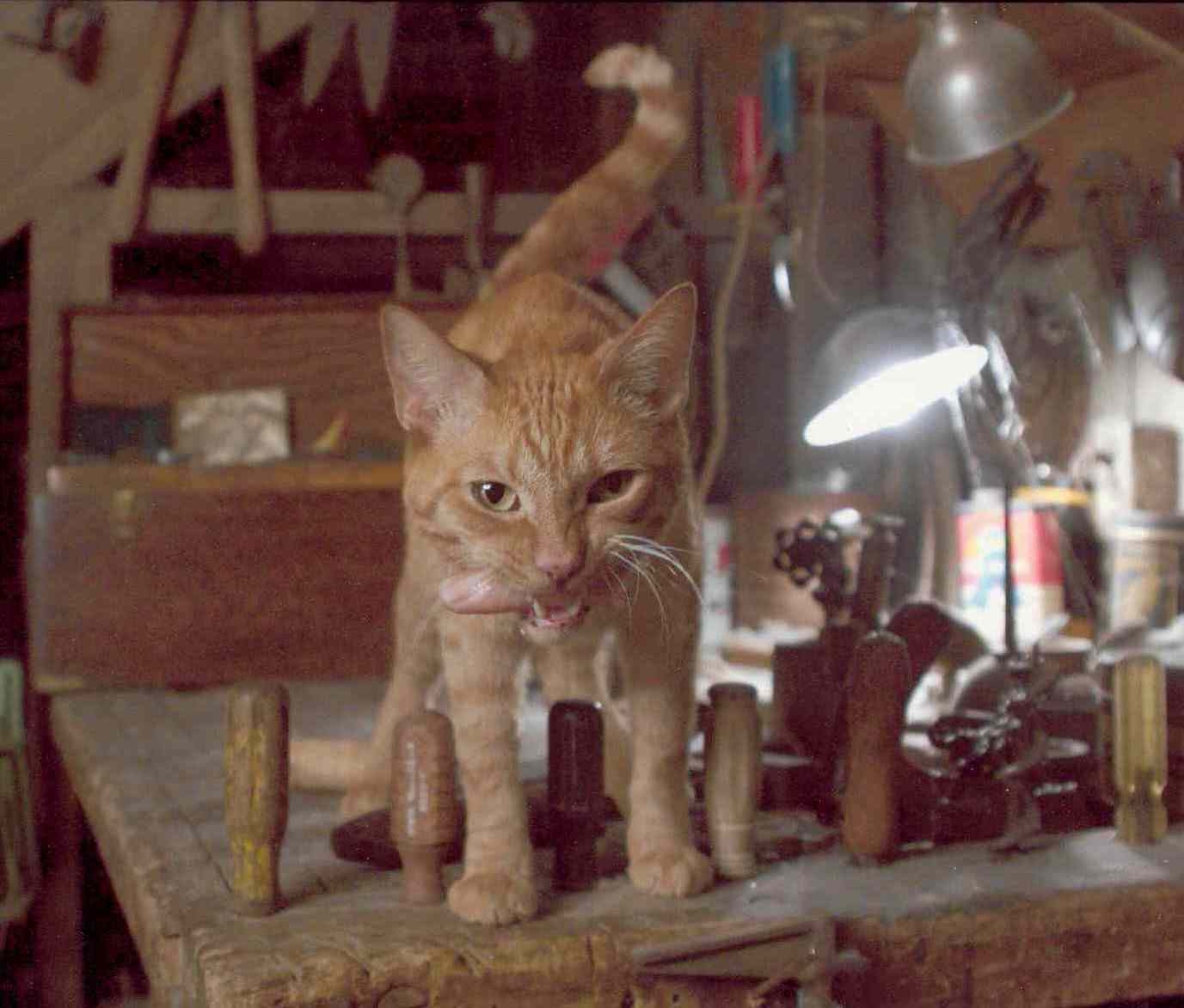 Orange Tabby - Ladykillers
