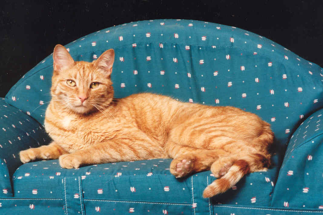 Orange Tabby