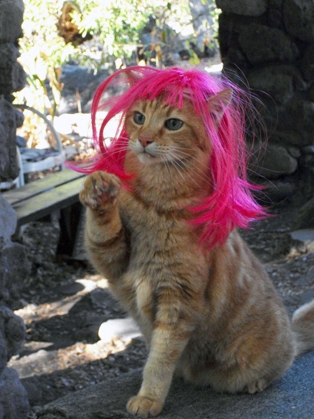 Orange Tabby Pink Wig