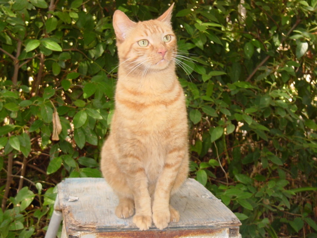 Orange Tabby