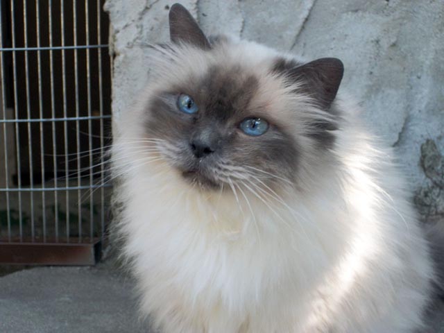 Rossi