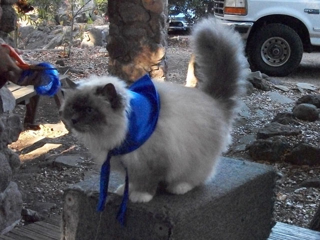 Rossi Scarf