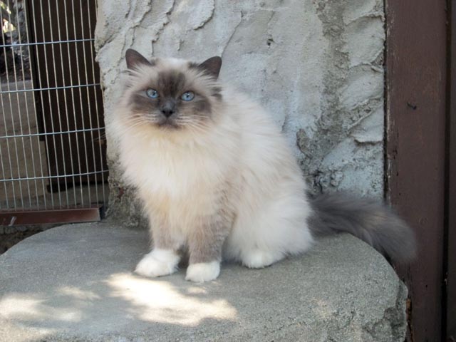 Rossi