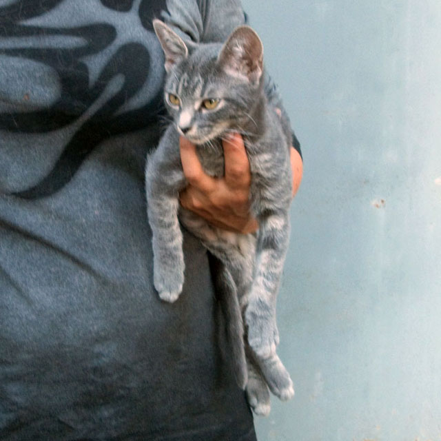 Silver Tabby