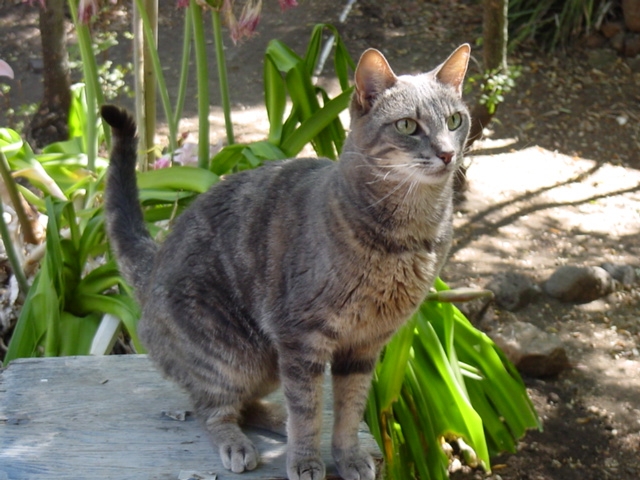 Silver Tabby - Holly