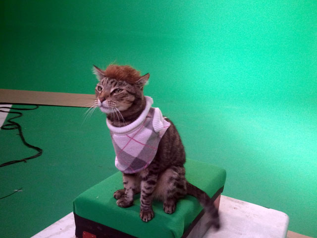 Simba as Psycho Cat