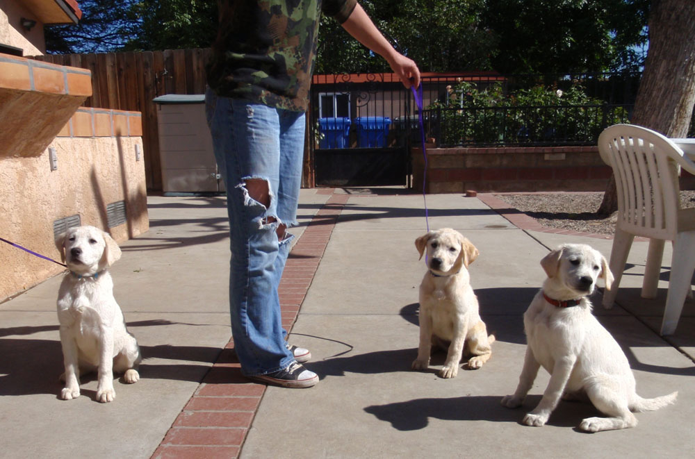 14 Week Old Labradore Pups