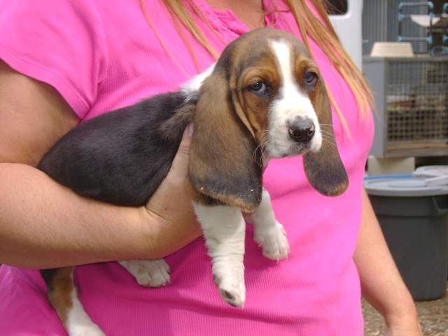8 Week Old Bassett Hound