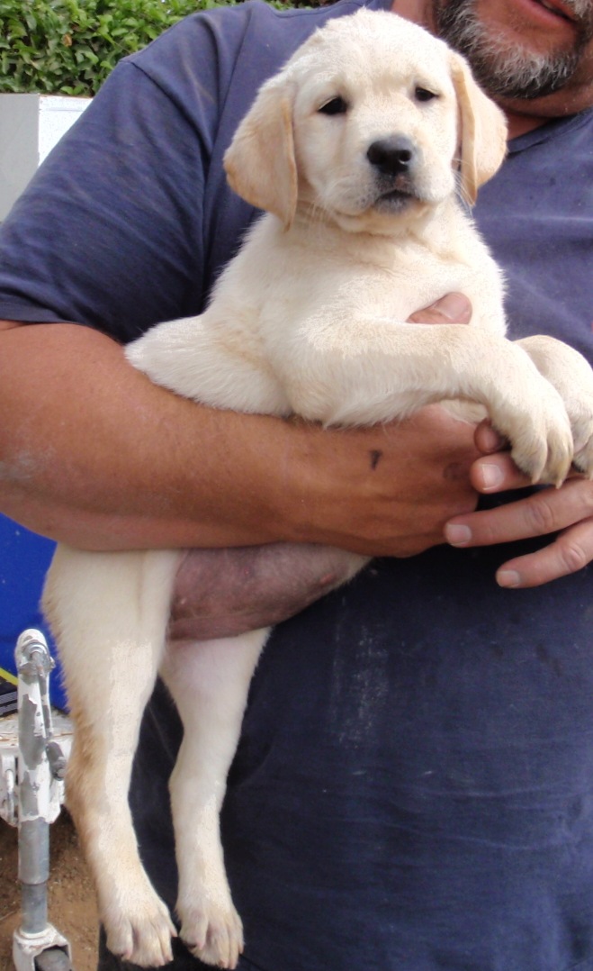 8 Week Old Labradore