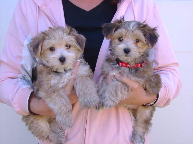 8 Week Old Little Terrier Mix