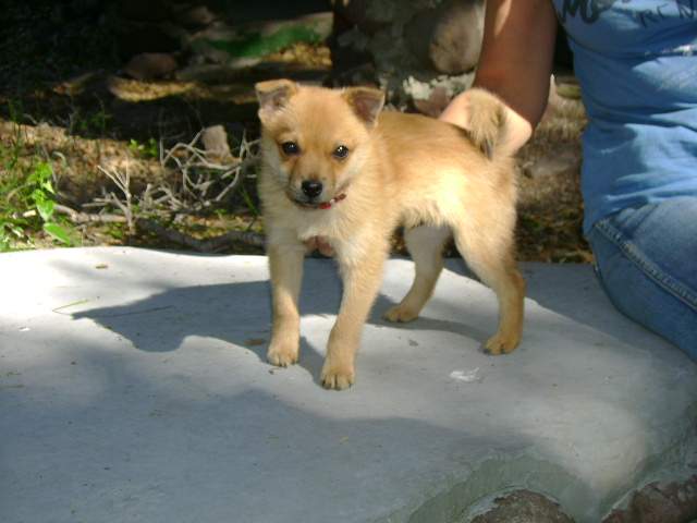 8 Week Old Pomeranian Mix