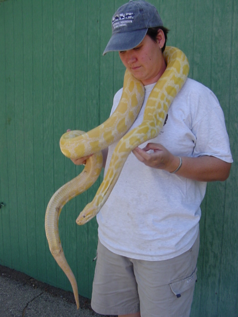 Albino Python