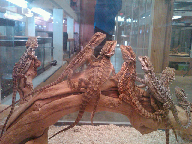 Bearded Dragons