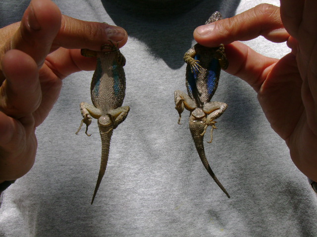 Blue Bellied Lizards