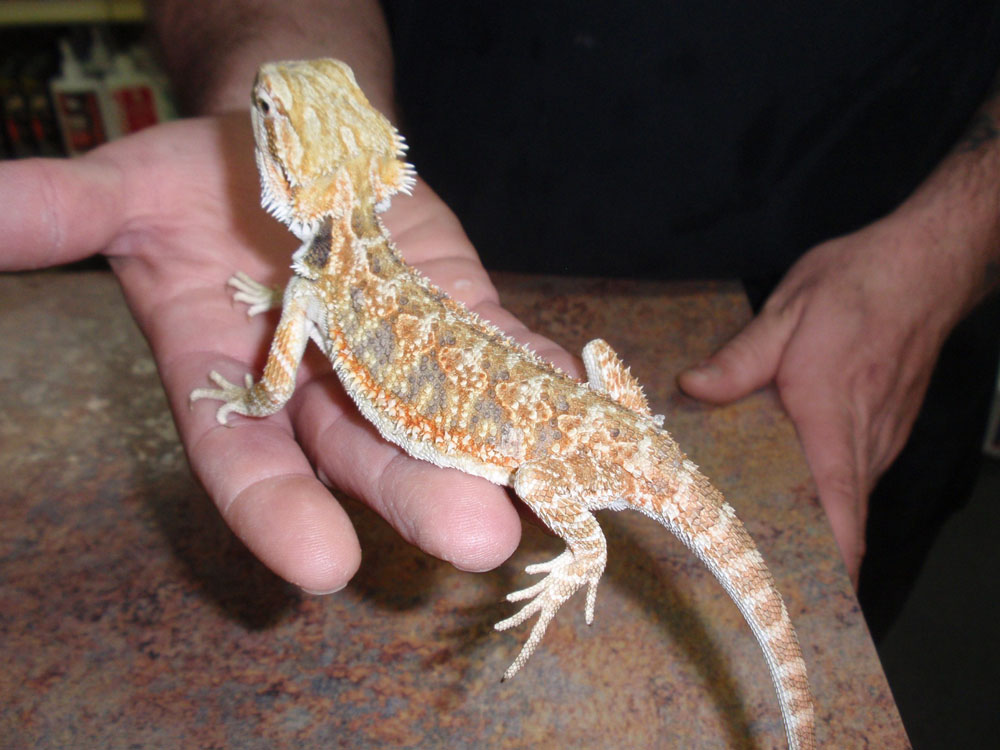Citrus Dragon