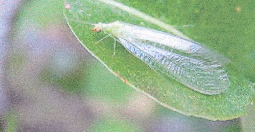 Lacewing