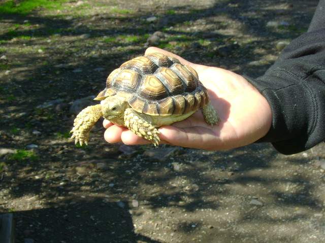 Tortoise - Sulkata