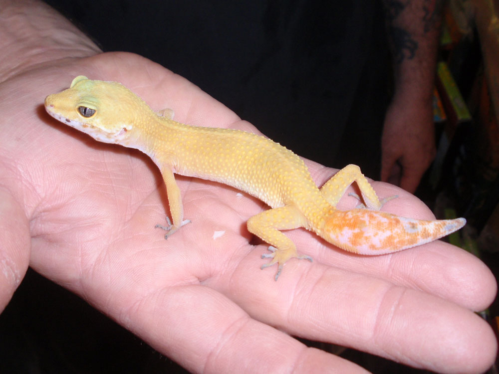 Tangerine Gecko