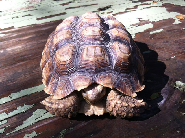 Tortoise