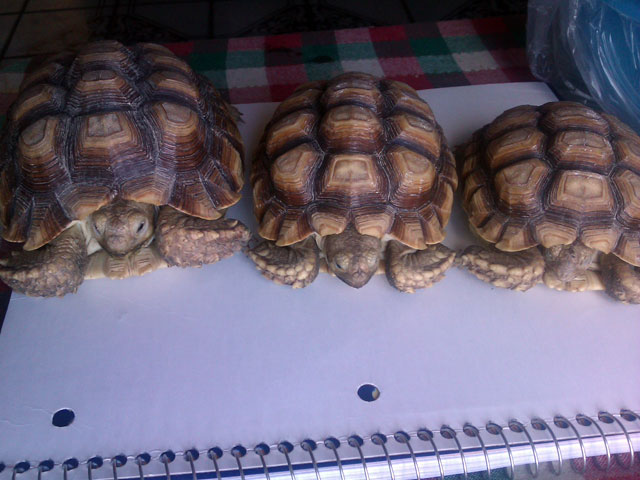 Tortoise