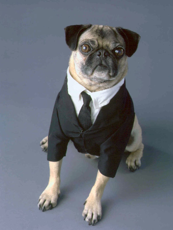 Mushu as Frank The Pug in Men In Black