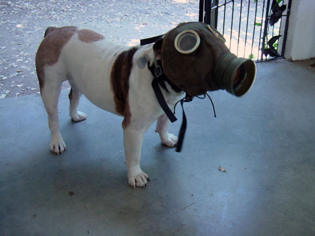 Gasmask on bulldog for Ladykillers